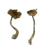 buy alacabenzi magic mushrooms online