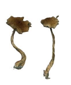 buy alacabenzi magic mushrooms online