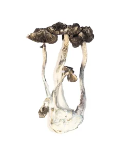 albino a+ mushroom