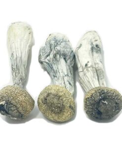 albino penis envy mushrooms
