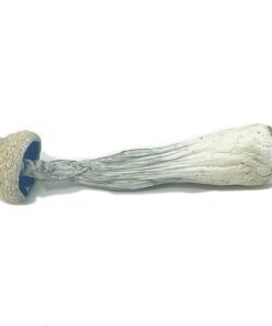 albino penis envy mushrooms