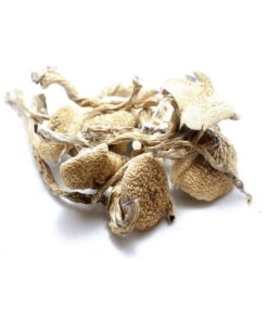 Dried PES Amazonian magic mushrooms with thick stems and chestnut brown caps.