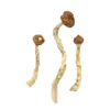 Dried Arenal Volcano Magic Mushrooms, also known as Costa Rican Psilocybe Cubensis, on a premium background.