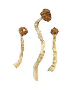 Dried Arenal Volcano Magic Mushrooms, also known as Costa Rican Psilocybe Cubensis, on a premium background.