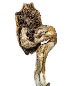 Alternative view of B+ Magic Mushrooms