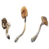 A cluster of large, wide-capped B+ Magic Mushrooms showcasing their golden-brown tops.