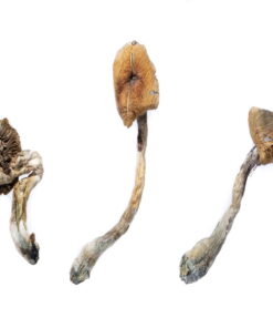 A cluster of large, wide-capped B+ Magic Mushrooms showcasing their golden-brown tops.