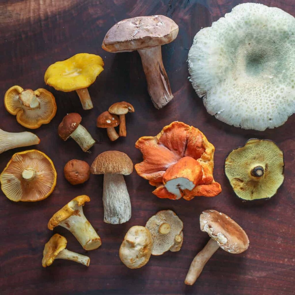 Buy Mushroom Edibles