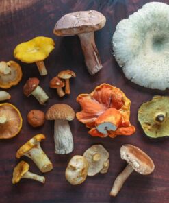 Buy Mushroom Edibles
