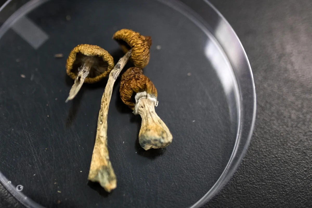 What are psilocybin mushrooms and how they are classified