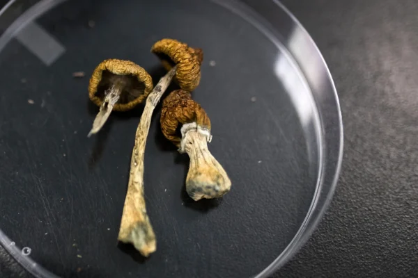 What are psilocybin mushrooms and how they are classified